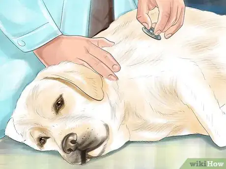 Imagen titulada Spot Signs of Pancreatitis in Dogs Step 7