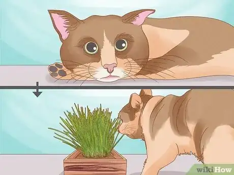 Imagen titulada Give Cat Grass to a Cat Step 15