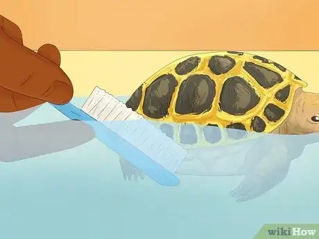 Imagen titulada Bathe a Russian Tortoise Step 10