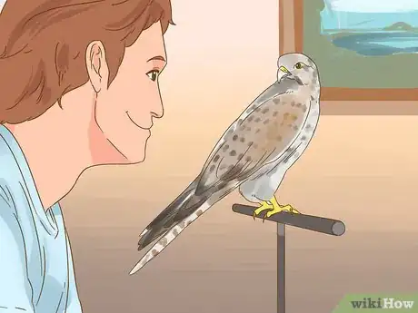 Imagen titulada Train Your First Falcon Step 2