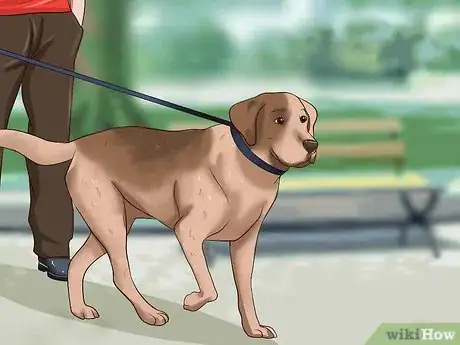 Imagen titulada Get Dogs to Stop Barking Step 21