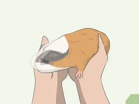 Imagen titulada Hold a Guinea Pig Step 13