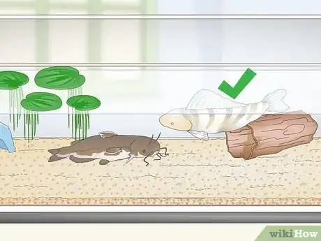 Imagen titulada Keep a Bullhead Catfish Step 6