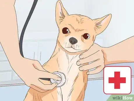 Imagen titulada Tell if a Dog Is Pregnant Step 11