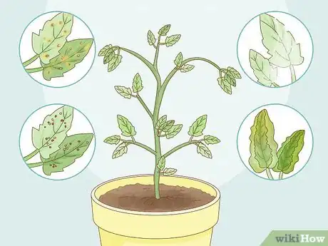 Imagen titulada Get Rid of Red Spider Mites Organically Step 2