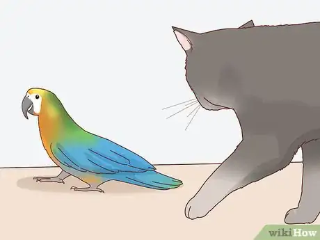 Imagen titulada Keep a Bird and a Cat in the Same House Step 6