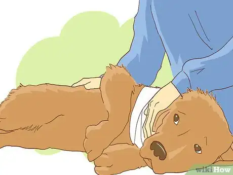 Imagen titulada Wrap a Dog’s Shoulder Step 7