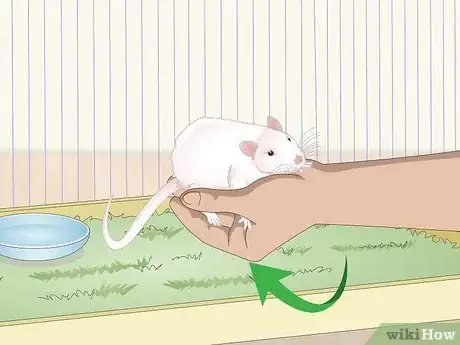 Imagen titulada Handle a Pet Rat Step 3