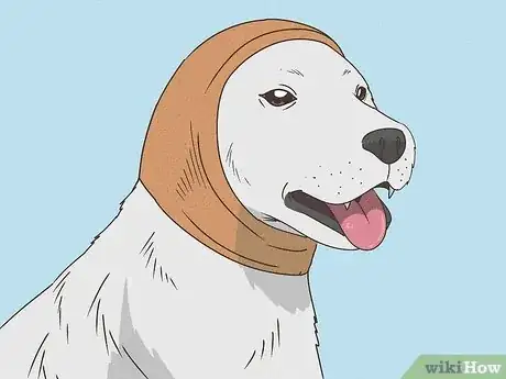 Imagen titulada Treat Aural Hematomas in Dogs Step 9
