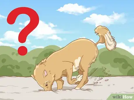 Imagen titulada Stop a Dog from Digging Step 1