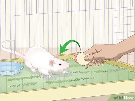 Imagen titulada Handle a Pet Rat Step 2