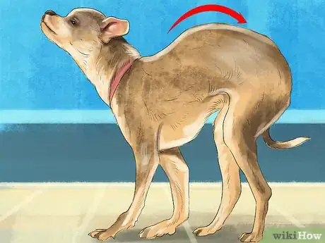 Imagen titulada Spot Signs of Pancreatitis in Dogs Step 3