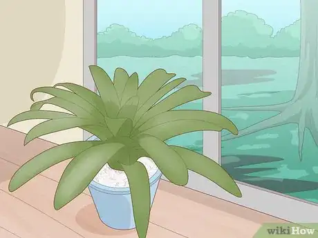 Imagen titulada Care for a Bromeliad Step 16