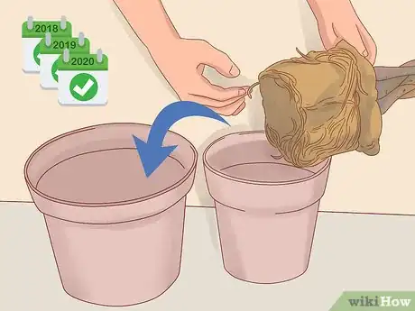 Imagen titulada Prune a Money Tree Step 12