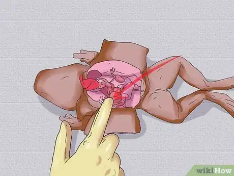 Imagen titulada Dissect a Frog Step 19