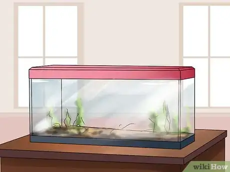 Imagen titulada Make a Turtle Environment Step 1