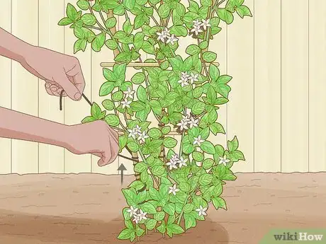 Imagen titulada Prune Jasmine Step 18