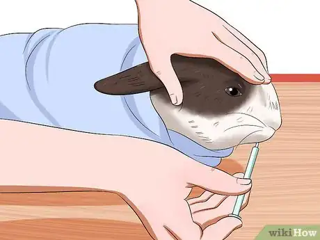 Imagen titulada Treat Digestive Problems in Rabbits Step 8