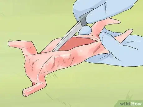 Imagen titulada Clean a Squirrel Step 10