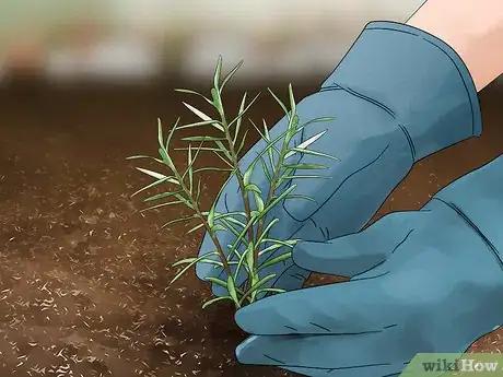 Imagen titulada Grow Moss Rose Step 15
