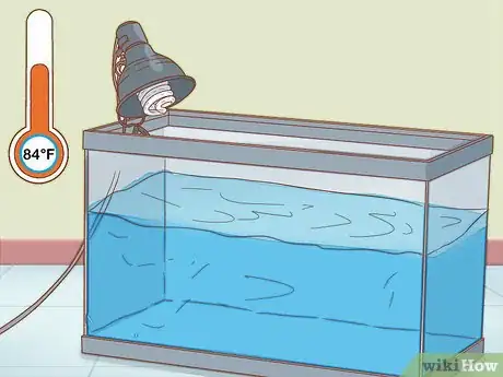 Imagen titulada Care for Triops Step 2