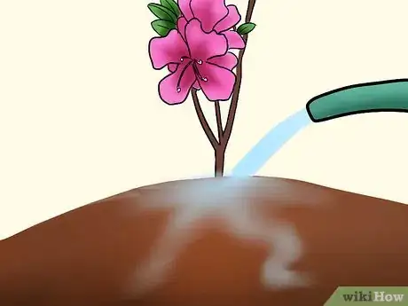 Imagen titulada Care for Azaleas Step 7
