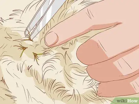 Imagen titulada Remove Sticky Barbed Seeds from Your Dog's Fur Coat Step 7