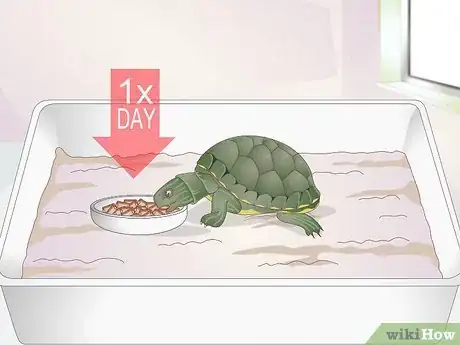 Imagen titulada Feed a Baby Turtle Step 4