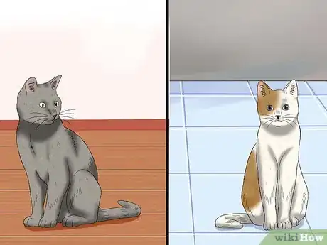 Imagen titulada Care for an FIV Infected Cat Step 15
