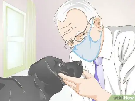 Imagen titulada Treat a Broken Tooth in Dogs Step 5
