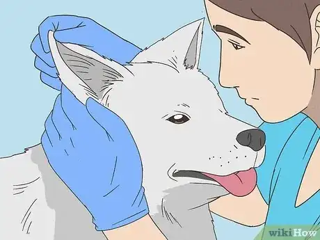Imagen titulada Treat Aural Hematomas in Dogs Step 11