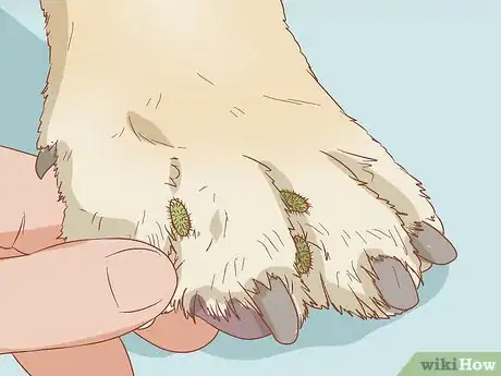 Imagen titulada Remove Sticky Barbed Seeds from Your Dog's Fur Coat Step 8