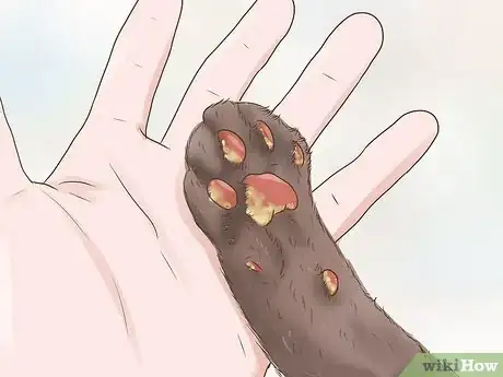 Imagen titulada Treat a Limping Cat Step 5