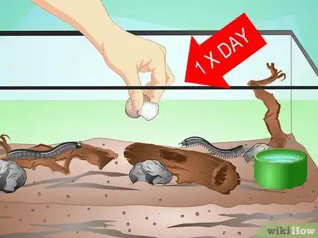 Imagen titulada Make a Millipede Habitat Step 14