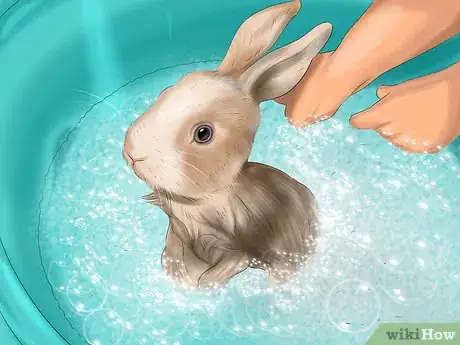 Imagen titulada Raise a Lop Eared Rabbit As a Pet Step 21