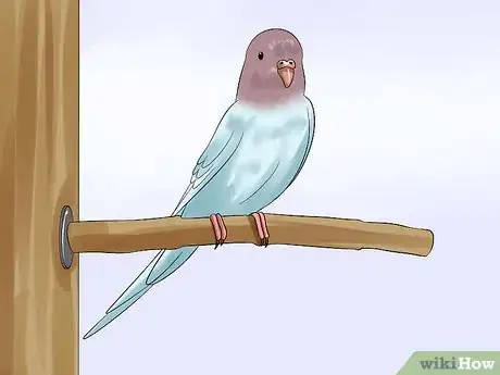 Imagen titulada Trim a Bird's Beak Step 9