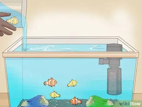 Imagen titulada Care for a Clown Fish Step 8
