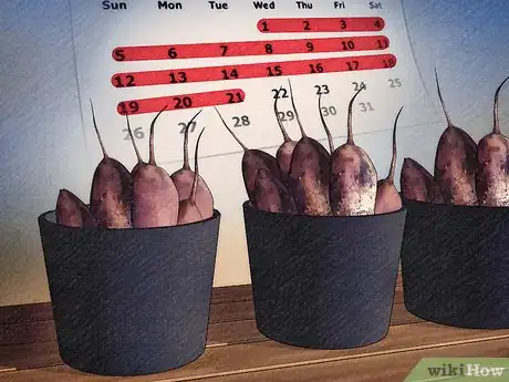 Imagen titulada Store Dahlia Bulbs Step 5