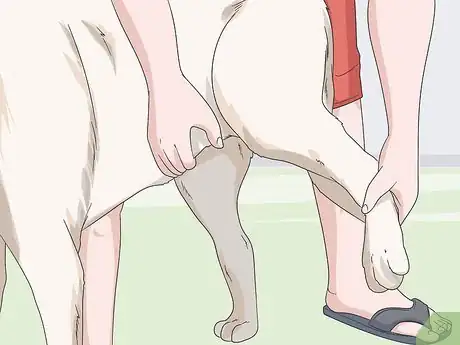 Imagen titulada Express a Paralyzed Dog's Bladder Step 2