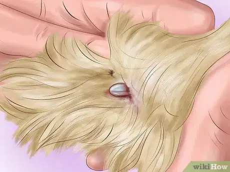 Imagen titulada Kill Fleas and Ticks on Cats Step 8