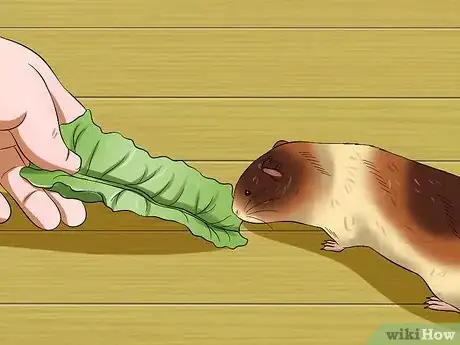 Imagen titulada Feed Guinea Pigs Vitamin C Step 3