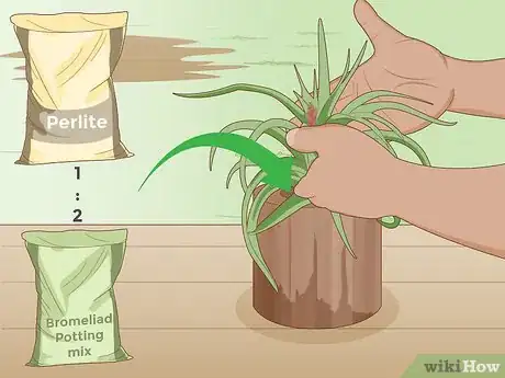 Imagen titulada Care for a Bromeliad Step 11