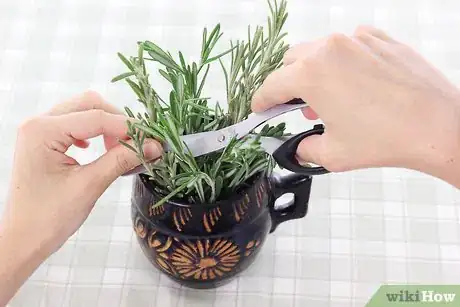 Imagen titulada Dry Rosemary Step 1