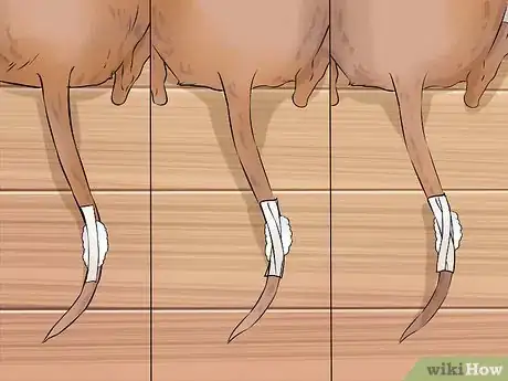 Imagen titulada Wrap a Dog's Tail Step 8