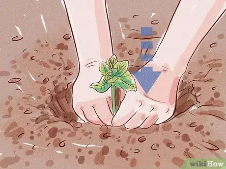 Imagen titulada Care for a Gerbera Daisy Step 10