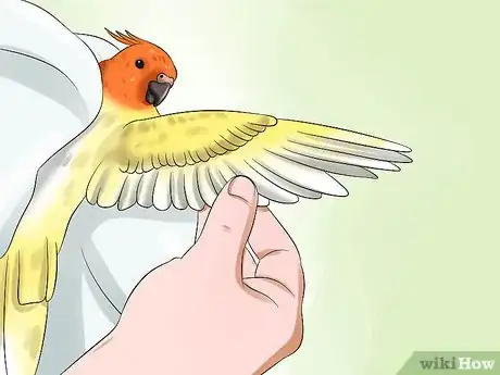 Imagen titulada Clip a Cockatiel's Flier Feathers Step 3
