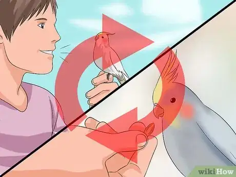 Imagen titulada Train a Cockatiel to Talk Step 8