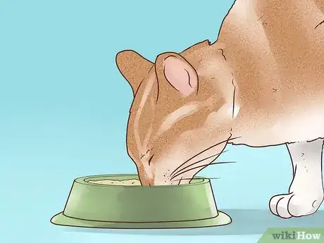 Imagen titulada Treat Epilepsy in Cats Step 5