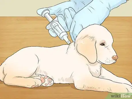 Imagen titulada Breed Labradors Step 13
