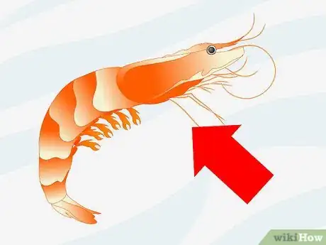 Imagen titulada Make a 5 Gallon Aquarium Interesting Step 14